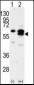 CAMK1G (CaMKI gamma) Antibody (C-term)